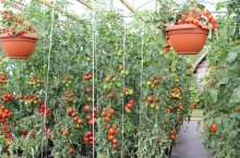 Все схемы посадки томатов в теплице и расчет расстояния между кустами и грядками