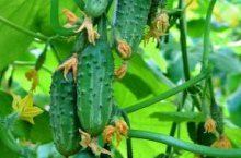 Выращивание огурцов в теплице в подробностях – постижение азов агрокультуры