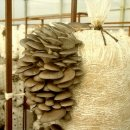 Технология и особенности выращивания грибов в теплице для начинающих