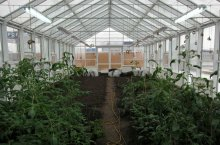 Технические решения и строительство теплицы для выращивания овощей круглый год