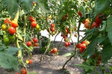 Богатый урожай помидоров в теплице – советы профессионалов начинающему огороднику