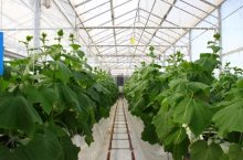 Когда сажают огурцы – факторы определения сроков посадки семян и рассады