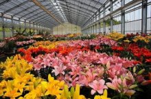 Что нужно для выращивания цветов в теплице – особенности разведения и основные требования