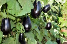 Техника выращивания баклажанов в теплице – от заготовки рассады до сбора урожая