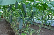 Схемы и видео – как формировать огурцы в теплице и зачем это делать