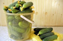 Энциклопедия успешного огородника — как и когда сажать огурцы по всем правилам