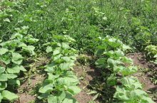 Как правильно и безопасно использовать гербициды сплошного действия