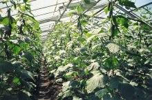 Как подвязать огурцы в теплице из поликарбоната и на огороде – правила и способы