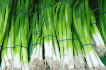 Агротехника выращивания лука в теплице – секреты успеха лучших семи сортов