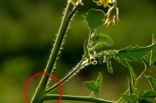 Инструкция по формированию томатов в теплице разными способами с видео и фото