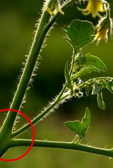 Инструкция по формированию томатов в теплице разными способами с видео и фото