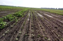 Особенности использования и секреты эффективности гербицида «Евролайтинг»