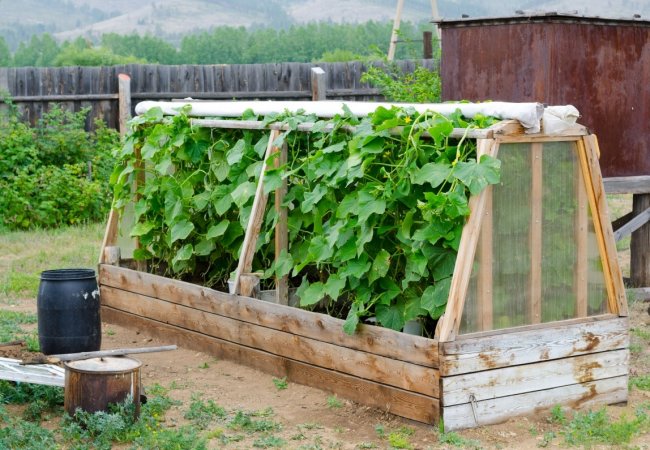 Мини-парник для огурцов