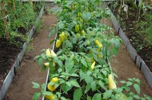 Как вырастить перец в теплице по всем правилам – полное руководство для дачника