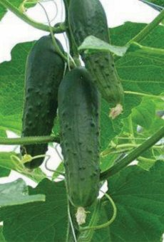 Как правильно провести прищипывание огурцов в теплице и открытом грунте
