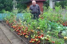 Лучшие низкорослые сорта помидоров для открытого грунта – обзор с фото и советами