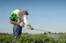 Как выбрать и правильно использовать эффективный гербицид для картофеля