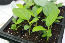 Когда и чем подкормить рассаду баклажанов и перца в теплице и открытом грунте