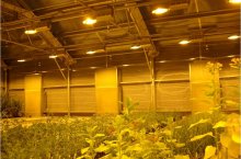 Современные натриевые лампы и их влияние на продуктивность тепличных культур