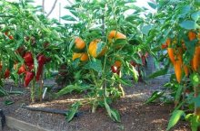 Специфика посадки перца в теплицу и технология выращивания богатого урожая