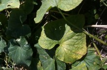 Почему желтеют листья у огурцов в теплице и открытом грунте –причины и методы борьбы