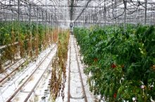 Методы профилактики и борьбы с болезнями томатов − описания и фото