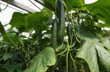 Успешное выращивание огурцов зимой в теплице – технические моменты и агротехника