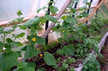 Как построить парник для огурцов на даче и на балконе – простые и доступные модели