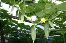 Технология подготовки рассады и посадки огурцов в теплицу – инструкция для дачника