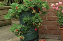 Выращивание клубники в мешках – подготовительные работы и специфика ухода