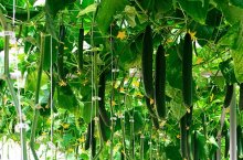 Способы и правила подкормки огурцов в теплице и выбор удобрений