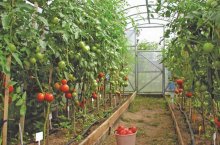 Правильная подвязка томатов в теплице и в открытом грунте – секреты урожайности