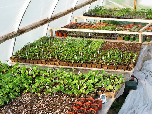 Выращивание рассады