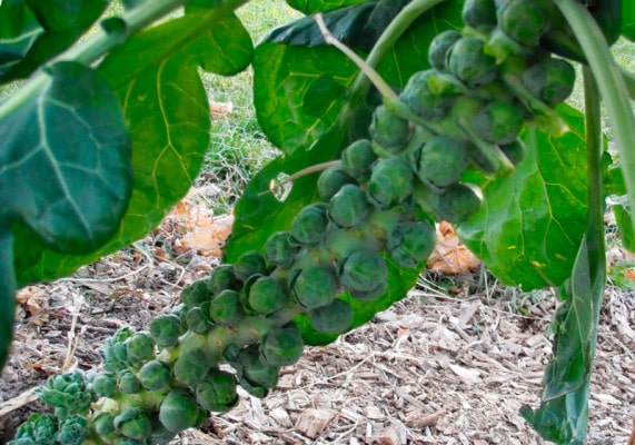 Брюссельская капуста