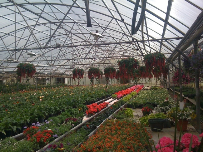 Цветы в теплице