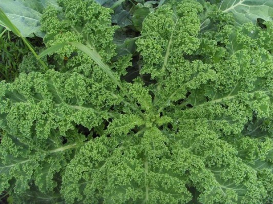 Листовая капуста