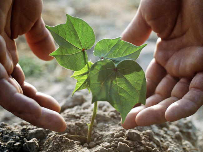 Процедура пересадки