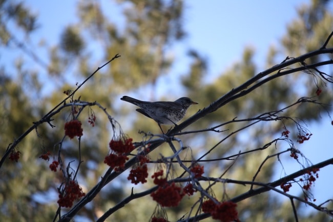 Птица дрозд