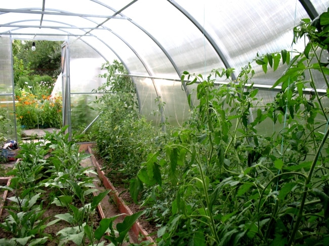 Теплица Сотка внутри