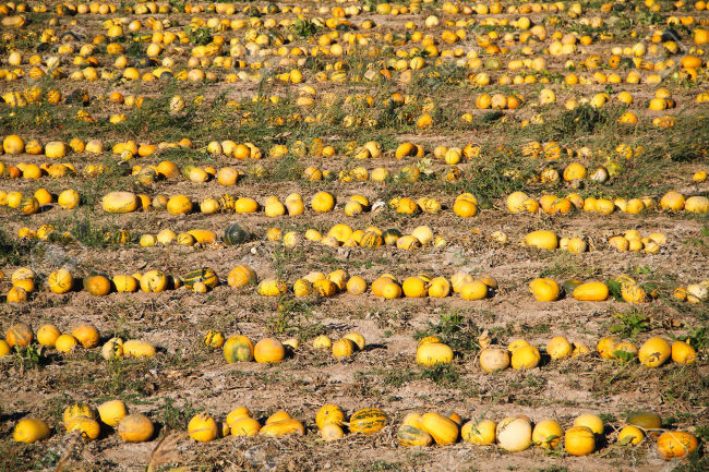 Участок под дыни