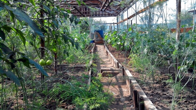 Бочка в теплице