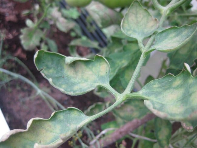 Больной лист