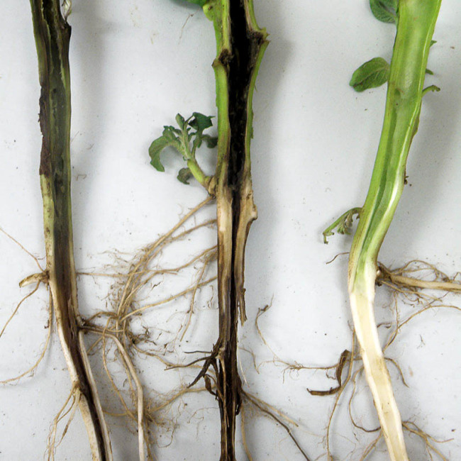 Так выглядит черная ножка