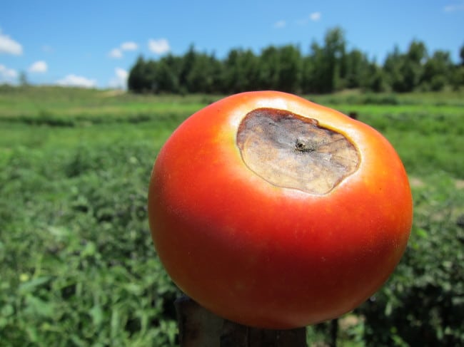 Дефицит кальция