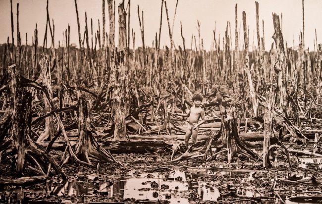 Джунгли во Вьетнаме погибли