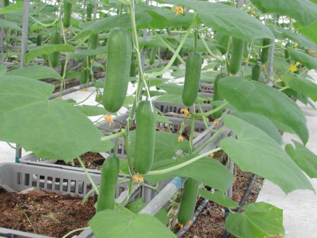 Формирование в 1 стебель