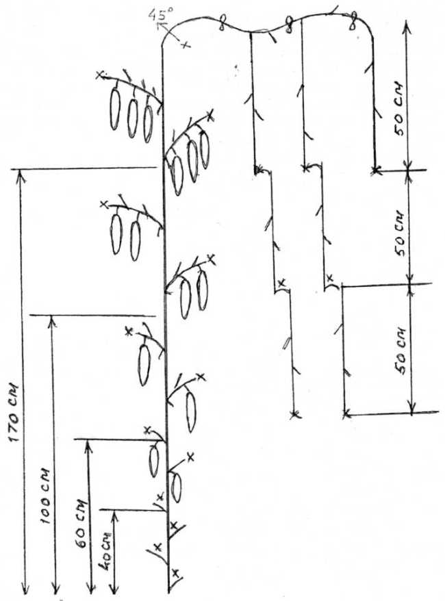 Формирование огурца в несколько плетей