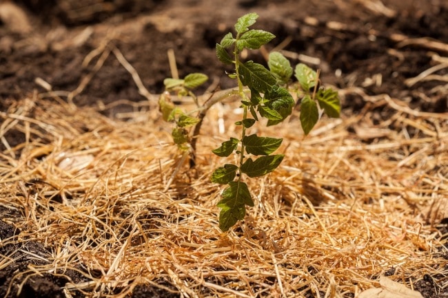 Мульчирование томатов