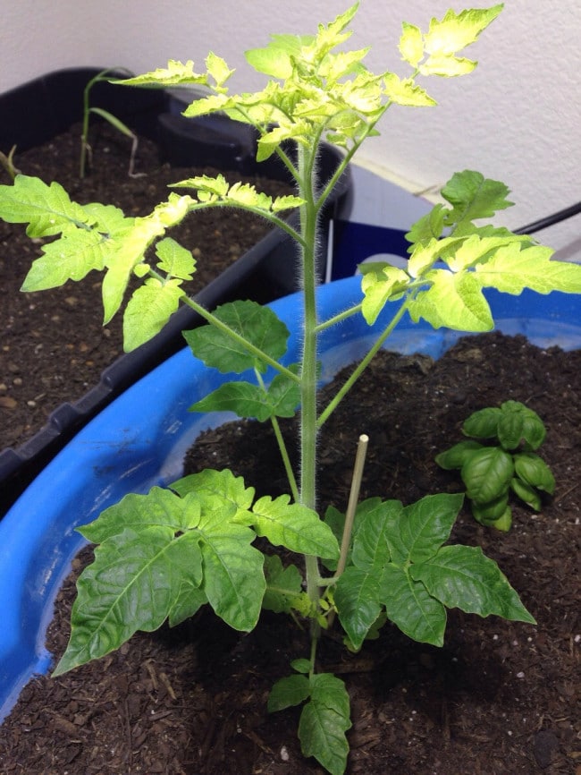 Недостаток азота