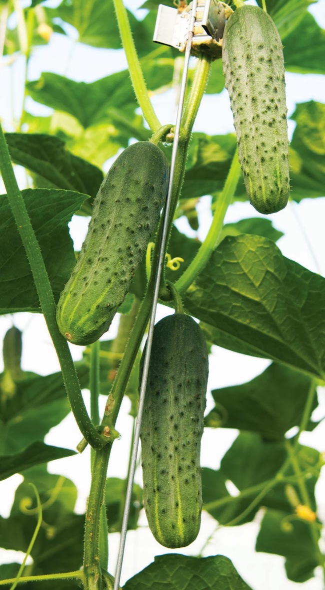 Огурцы на главном стебле